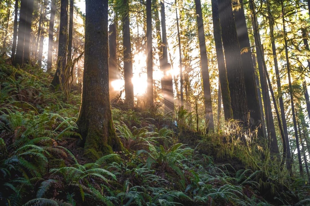 Bosque con puesta de sol