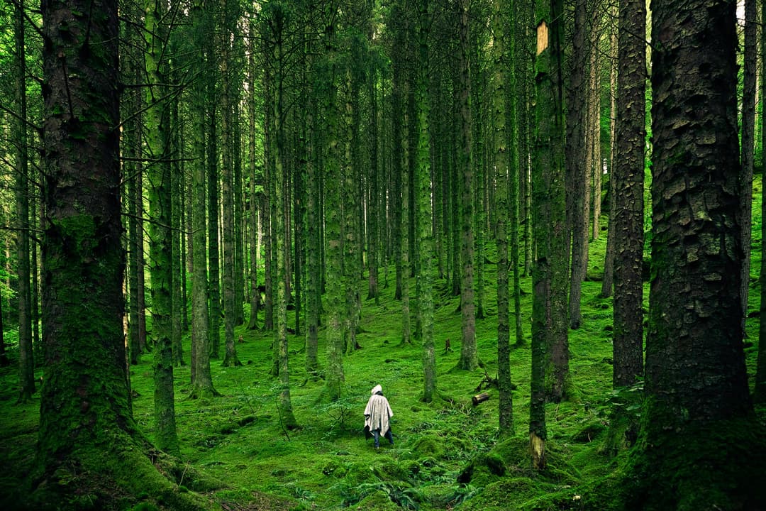 Bosque repleto de plantas verdes